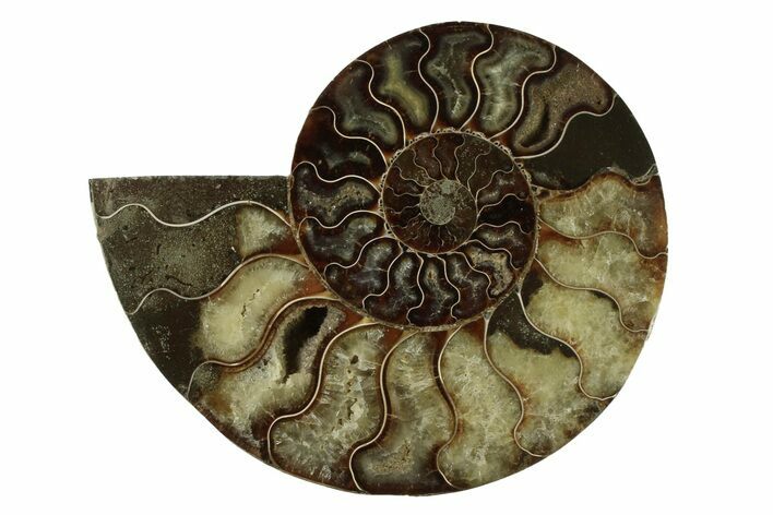Cut & Polished Ammonite Fossil (Half) - Madagascar #341209